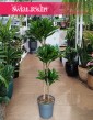 Duża Dracaena Compacta, Wielka Dracena Compacta, rosliny doniczkowe Kraków, dracena Kraków sklep