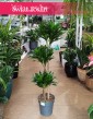 Duża Dracaena Compacta, duża Dracena Compacta trzypienna do kupienia online internetowy sklep Świat Roślin