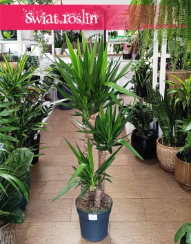 Duża Juka Gwatemalska trzy pnie, duża Yucca Elephantipes na trzech pniach, rosliny do biura do firmy, do salonu