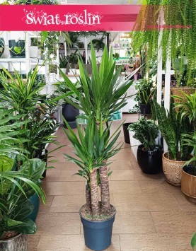 Duża Juka Gwatemalska trzy pnie, duża Yucca Elephantipes na trzech pniach, duże rośliny doniczkowe sklep