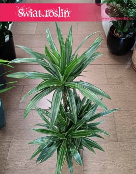 Dracaena Warnecki, Dracena Warnecki sklep z dracenami online internetowy wysyłka roślin