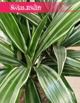 Dracaena Warnecki sklep z roślinami w krakowie w najlepszej cenie i jakości, Dracena Warnecki