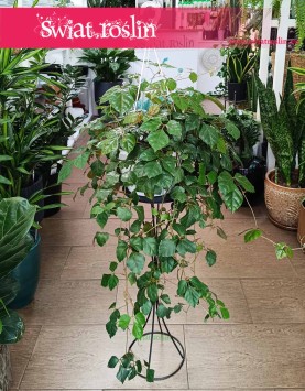 Cissus Rombolistny do kupienia w sklepie  online z roślinami doniczkowymi z dostawą pod drzwi, Cissus Rhombifolia