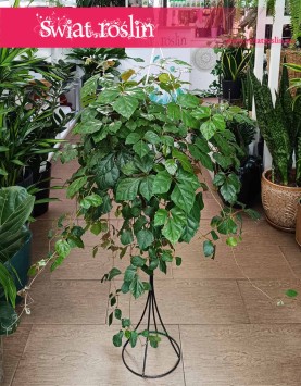 Cissus Rombolistny do kupienbia w Krakowie lub online z dostawą pod drzwi, Cissus Rhombifolia