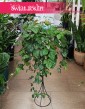 Cissus Rombolistny do kupienbia w Krakowie lub online z dostawą pod drzwi, Cissus Rhombifolia