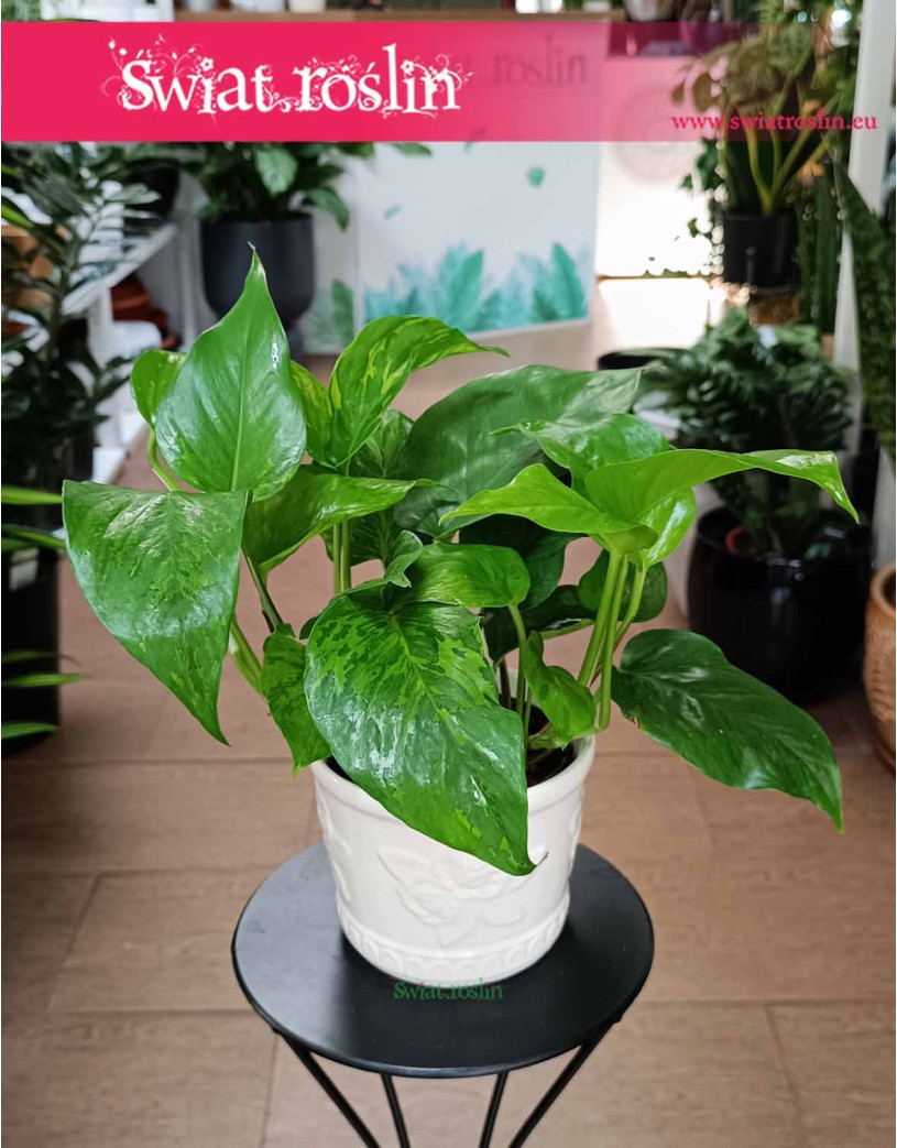 Epipremnum Marble Green