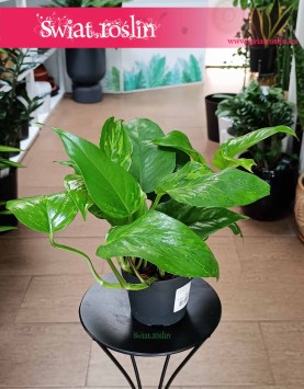 Epipremnum Marble Green zjawiskowe zielone pnącze na zieloną ścianę lub w donicy na parapet