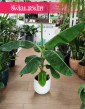 Musa Dwarf Cavendishii, Bananowiec Karłowaty, Bananowiec Karłowy