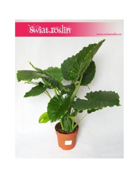 Alocasia Gageana California, Alokazja Gageana California, Alocasia Gageana, Alokazja Gageana 1