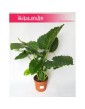 Alocasia Gageana California, Alokazja Gageana California, Alocasia Gageana, Alokazja Gageana 1