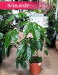 Schefflera Amate, Szeflera Amate wysyłka ze sklepu online, Szeflera parasolowata