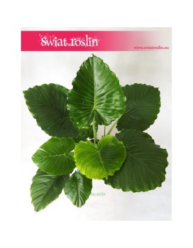 Alocasia Gageana California, Alokazja Gageana California, Alocasia Gageana, Alokazja Gageana 2