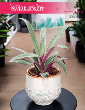 Tradescantia Spathacea Sitara, Reo meksykańskie, Trzykrotka