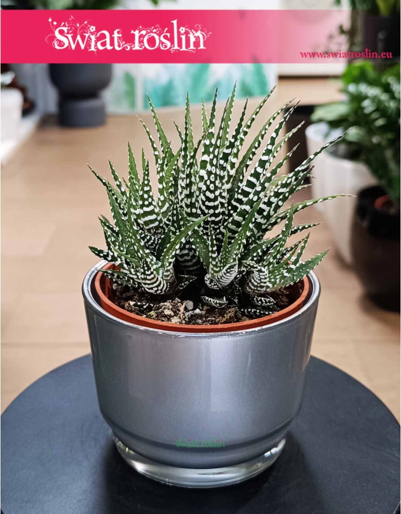 Haworthia Fasciata Big Band, Haworcja Pasiasta Big Band, Haworsja Pasiasta Big Band