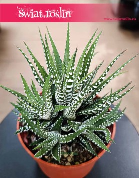 najlepsza cena Haworthia Fasciata Big Band z dostawą online ze sklepu internetowego, Haworsja Pasiasta Big Band