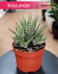 Haworthia Fasciata Big Band bezpieczna dla zwierząt kup w sklepie Świat Roślin, Haworcja Pasiasta Big Band