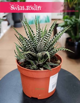 Haworthia Fasciata Big Band, Haworsja Pasiasta Big Band do kupienia w Krakowie lub w sklepie internetowym online z dostawą