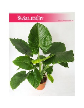 Alocasia Gageana California, Alokazja Gageana California, Alocasia Gageana, Alokazja Gageana 3