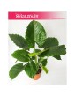 Alocasia Gageana California, Alokazja Gageana California, Alocasia Gageana, Alokazja Gageana 3