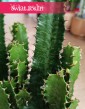 Wilczomlecz, Euphorbia Acrurensis roślina do słońca do miejsc nasłonecznionych