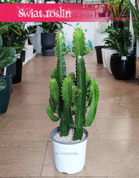 Wilczomlecz w najlepszej cenie i jakości do kupienie w sklepie online z dostawą, Euphorbia Acrurensis