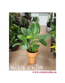 Alocasia Gageana, Alokazja Gageana, Świat Roślin, Kwiaty doniczkowe
