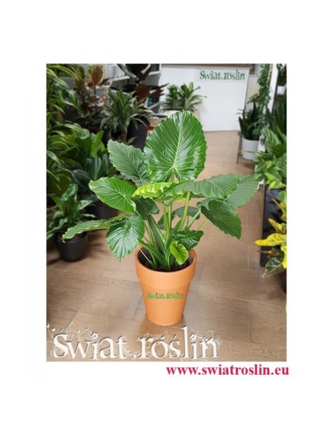 Alocasia Gageana, Alokazja Gageana, Świat Roślin, Kwiaty doniczkowe
