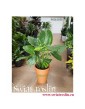 Alocasia Gageana, Alokazja Gageana, Świat Roślin, Kwiaty doniczkowe
