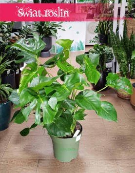 Duża Monstera Deliciosa sklep internetowy online z dostawą, Duży Philodendron Pertusem