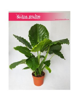 Alocasia Gageana California, Alokazja Gageana California, Alocasia Gageana, Alokazja Gageana 5