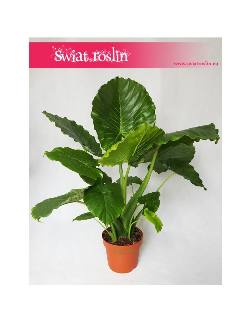 Alocasia Gageana California, Alokazja Gageana California, Alocasia Gageana, Alokazja Gageana 5