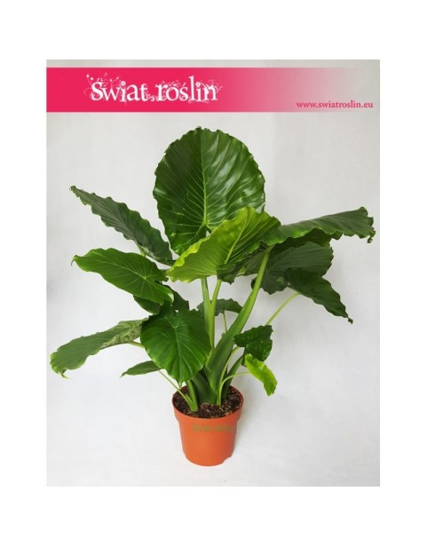 Alocasia Gageana California, Alokazja Gageana California, Alocasia Gageana, Alokazja Gageana 5