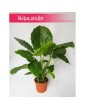 Alocasia Gageana California, Alokazja Gageana California, Alocasia Gageana, Alokazja Gageana 5