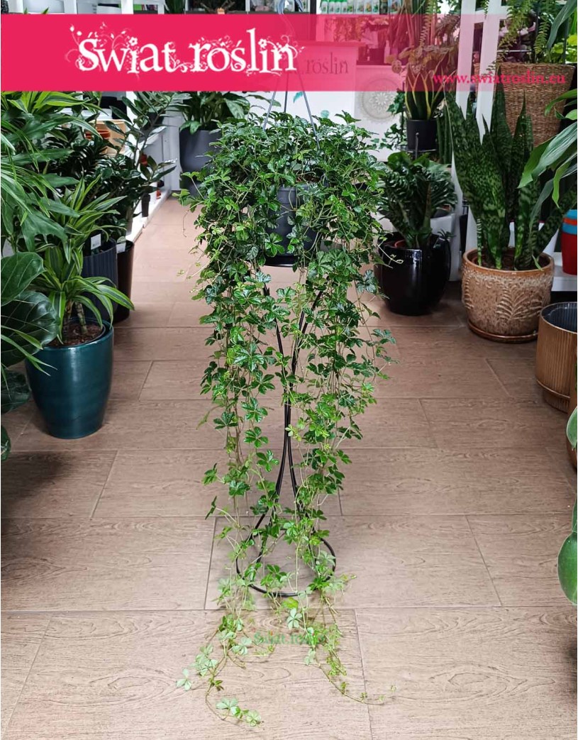 Wielki Cissus Striata XXL, Duży Parthenocissus Striata XXL, Wielki Cissus Prążkowany XXL, Duży Cissus Pasiasty XXL