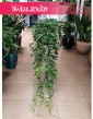 Wielki Cissus Striata XXL w najlepszej cenie i jakości do kupineia online, Duży Parthenocissus Striata XXL