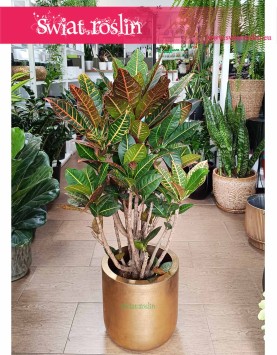 Duży Kroton Petra, Wielki Croton Petra, Duży Trójskrzyn Variegata, Wielkie Codiaeum Variegatum
