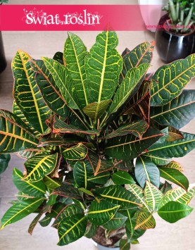 Duży Kroton Petra, Duży Trójskrzyn Petra Variegata, Wielkie Codiaeum Variegatum Petra z wysyłką do domu