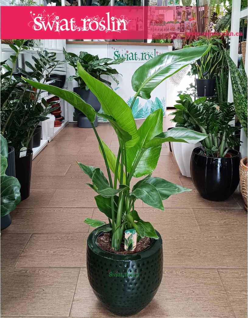 Mała Strelicja Nicolai, Mała Strelitzia Nicolai, Mała Strelicja Biała