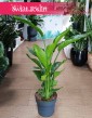 Mała Strelicja Nicolai do biura do kawiarni do restauracji, Mała Strelitzia Nicolai, Mała Strelicja Biała