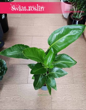 Mała Strelicja Nicolai, Mała Strelitzia Nicolai na prezent do domu do mieszkania z dostawą, Mała Strelicja Biała