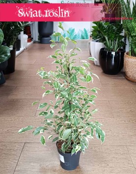 Fikus Benjamina Twilight do kupienia w sklepie internetowym online z dostawą, Ficus Benjamina Twilight