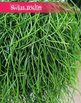 Rhipsalis Baccifera Oasis, Rypsalis Baccifera Oasis sklep z roślinami w Krakowie