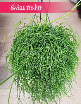 Rhipsalis Baccifera Oasis, Rypsalis Baccifera Oasis modne rośliny donczkowe do biura do firmy