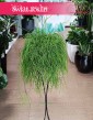 Rypsalis Baccifera Oasis w najlepszej cenie i jakości z dostawą, Rhipsalis Baccifera Oasis. Roślina patyczak