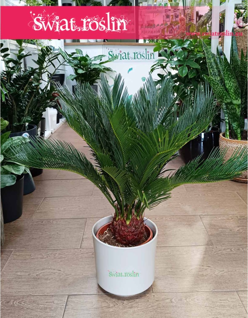 Sagowiec odwinięty, Sagowiec wygięty, Cycas Revoluta, Cykas