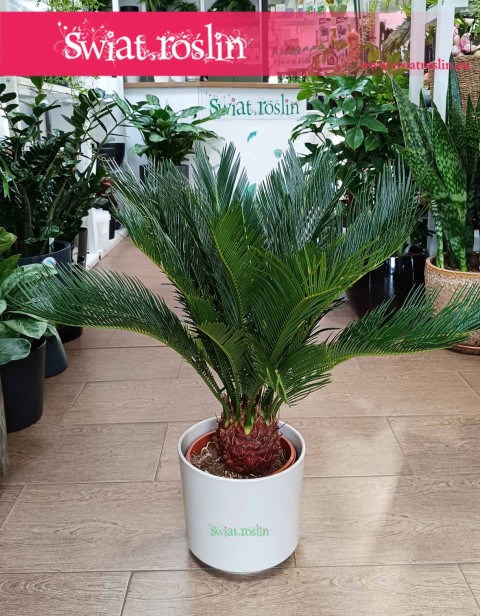 Sagowiec odwinięty, Sagowiec wygięty, Cycas Revoluta, Cykas