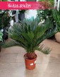 Sagowiec odwinięty, Sagowiec wygięty, Cycas Revoluta, Cykas sklep z roslinami online