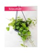 Dischidia Imbricata, Diszidia Imbrykata 1