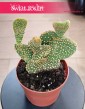 Opuncja Microdasys Cristata sklep online z roślinami doniczkowymi, Opuntia Microdasys Cristata