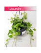 Dischidia Imbricata, Diszidia Imbrykata 2